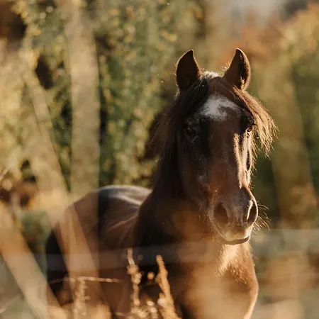 Refuge Panoramique En Haute-loire Casa de Férias *